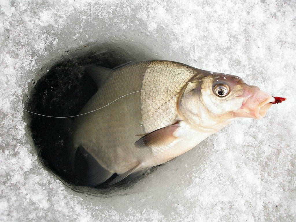 Зимняя рыбалка в Краснодарском крае